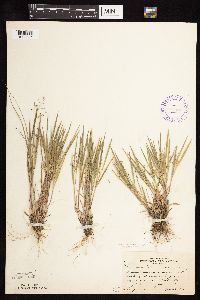 Dichanthelium wilcoxianum image