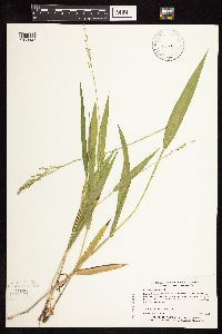 Dichanthelium xanthophysum image