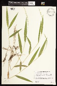 Dichanthelium xanthophysum image