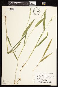 Dichanthelium xanthophysum image