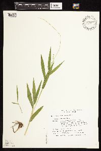 Dichanthelium xanthophysum image