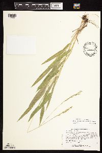 Dichanthelium xanthophysum image