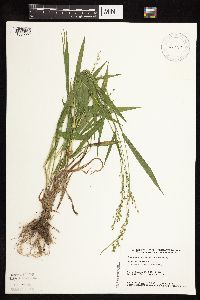 Dichanthelium xanthophysum image