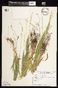 Dichanthelium xanthophysum image