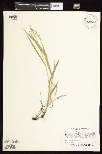 Dichanthelium xanthophysum image