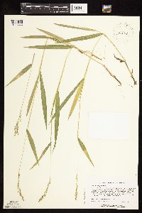 Dichanthelium xanthophysum image