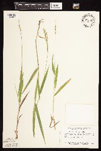 Dichanthelium xanthophysum image