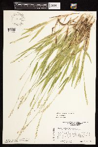 Dichanthelium xanthophysum image