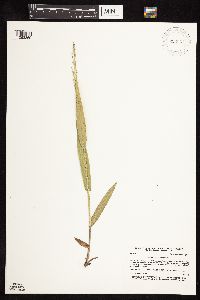 Dichanthelium xanthophysum image