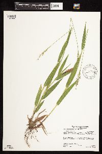 Dichanthelium xanthophysum image