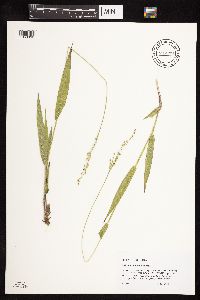 Dichanthelium xanthophysum image