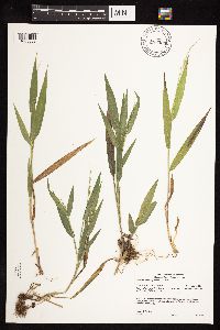 Dichanthelium xanthophysum image