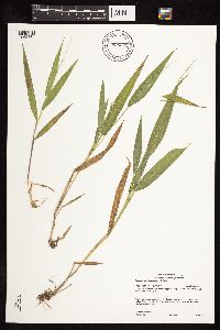 Dichanthelium xanthophysum image