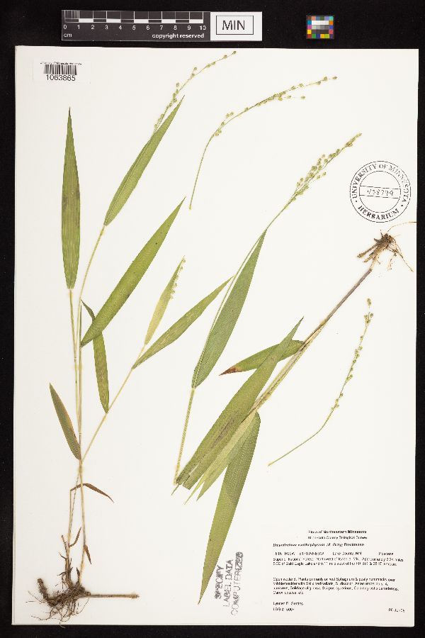 Dichanthelium xanthophysum image