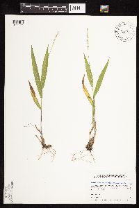 Dichanthelium xanthophysum image