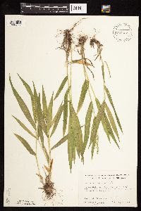 Dichanthelium xanthophysum image