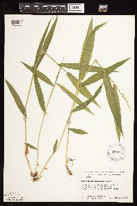 Dichanthelium xanthophysum image