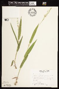 Dichanthelium xanthophysum image