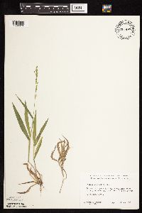 Dichanthelium xanthophysum image