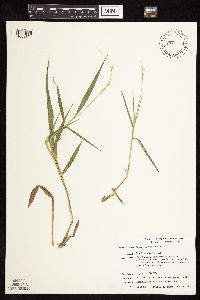 Dichanthelium xanthophysum image