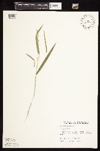 Dichanthelium xanthophysum image