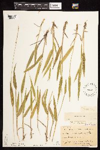 Dichanthelium xanthophysum image