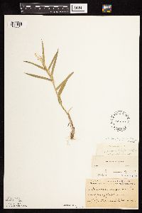 Media resource of Dichanthelium scribnerianum