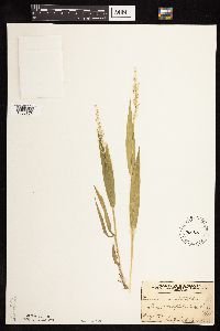 Dichanthelium xanthophysum image