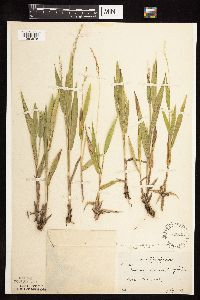 Dichanthelium xanthophysum image