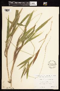 Dichanthelium xanthophysum image