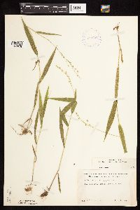 Dichanthelium xanthophysum image