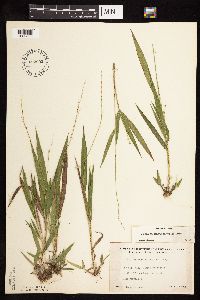 Dichanthelium xanthophysum image