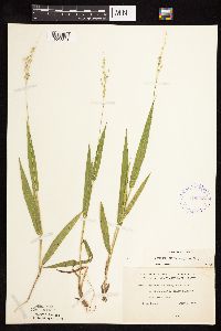 Dichanthelium xanthophysum image