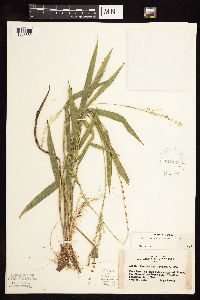 Dichanthelium xanthophysum image