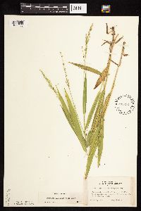 Dichanthelium xanthophysum image