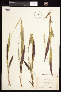 Dichanthelium xanthophysum image