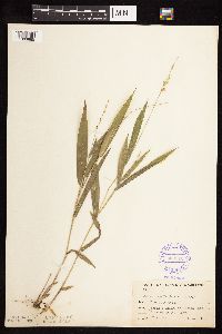 Dichanthelium xanthophysum image