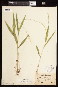 Dichanthelium xanthophysum image