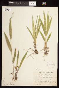 Dichanthelium xanthophysum image
