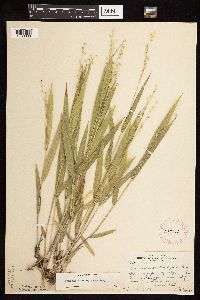 Dichanthelium xanthophysum image