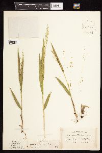Dichanthelium xanthophysum image