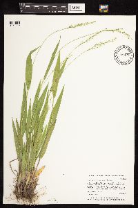 Dichanthelium xanthophysum image