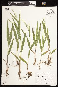 Dichanthelium xanthophysum image