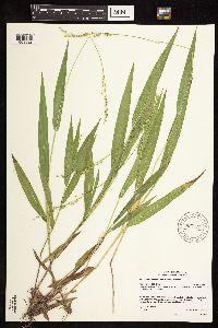 Dichanthelium xanthophysum image