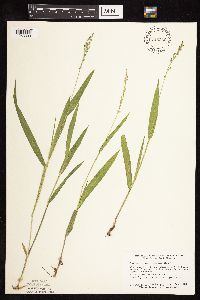 Dichanthelium xanthophysum image