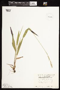 Dichanthelium xanthophysum image