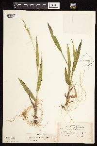 Dichanthelium xanthophysum image