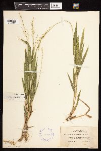 Dichanthelium xanthophysum image