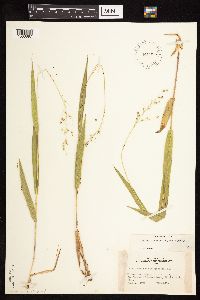 Dichanthelium xanthophysum image