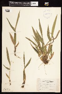 Dichanthelium xanthophysum image